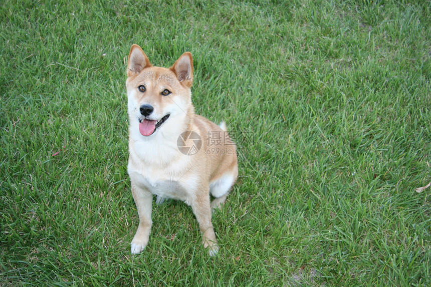 柴犬犬类图片