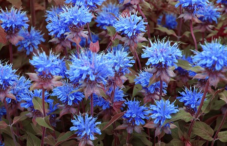蓝刺花花背景图片
