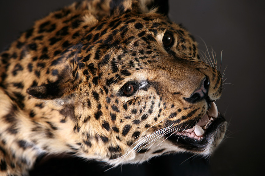 豹型黑色濒危眼睛攻击捕食者豹属后卫雨林忧郁症食肉图片