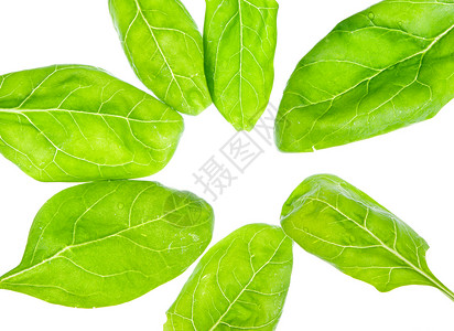 孤立的新鲜净洗婴儿菠菜蔬菜食物美食饮食绿色背景图片