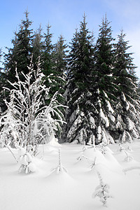 冬季森林荒野场景针叶假期寂寞地形太阳蓝色城市树木雪高清图片素材