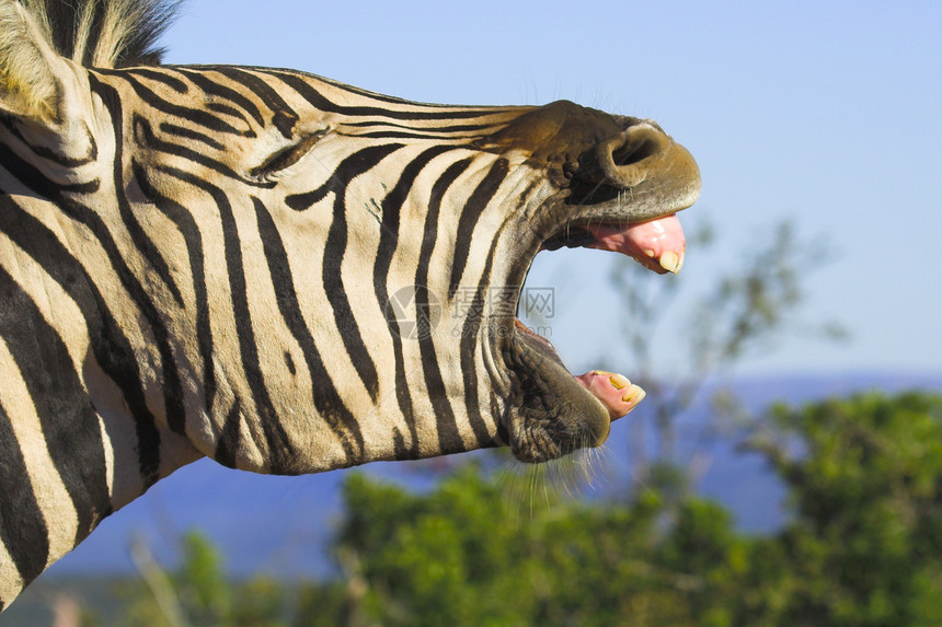 斑马偏航动物荒野牙医公园线条头发纹理牙科牙齿食草图片