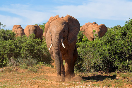 厚皮类动物靠近一群非洲大象类动物背景