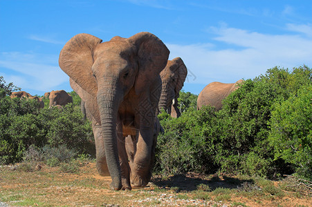 五象新区非洲灌木中大象象牙旅行家庭尾巴身体区系树干怪物动物群力量背景