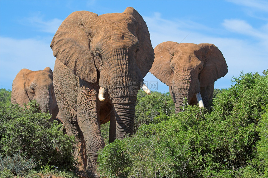非洲布什的大象图片