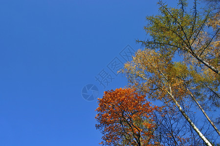 天空背景上树树树的树冠植物树干叶子绿色蓝色森林树叶树木季节树林高的高清图片素材