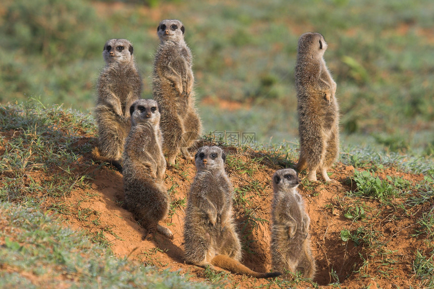 Meerkat家庭耳朵哺乳动物生物平衡野生动物眼睛警卫爪子警惕猫鼬图片