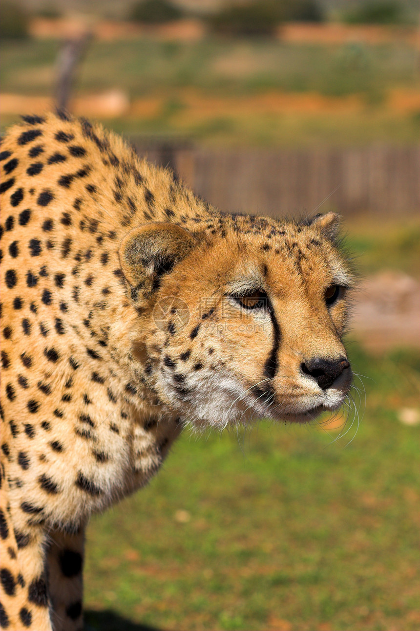 跟踪猎豹动物猎人食肉力量异国哺乳动物情调公园斑点危险图片