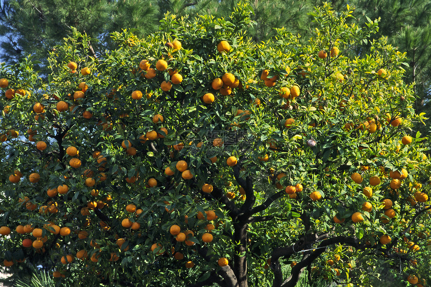 的橙树橙子树木水果图片