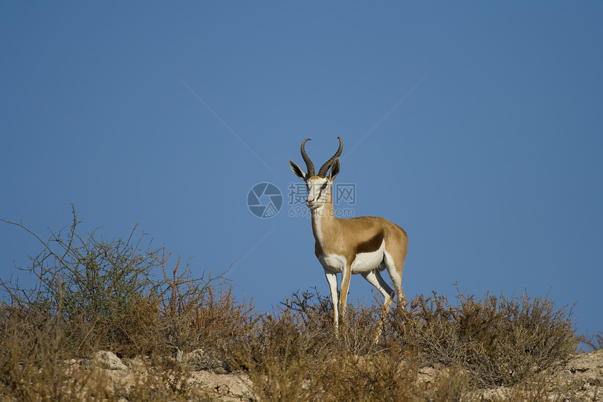 斯普林博克游戏羚羊眼睛螺旋动物群野生动物哺乳动物动物牛角荒野图片