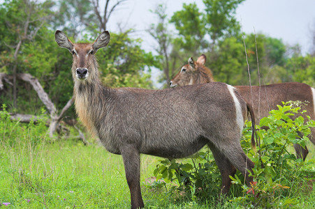 非洲灌木丛中的水桶戒指动物牛角哺乳动物条纹羚羊水羚食草背景图片