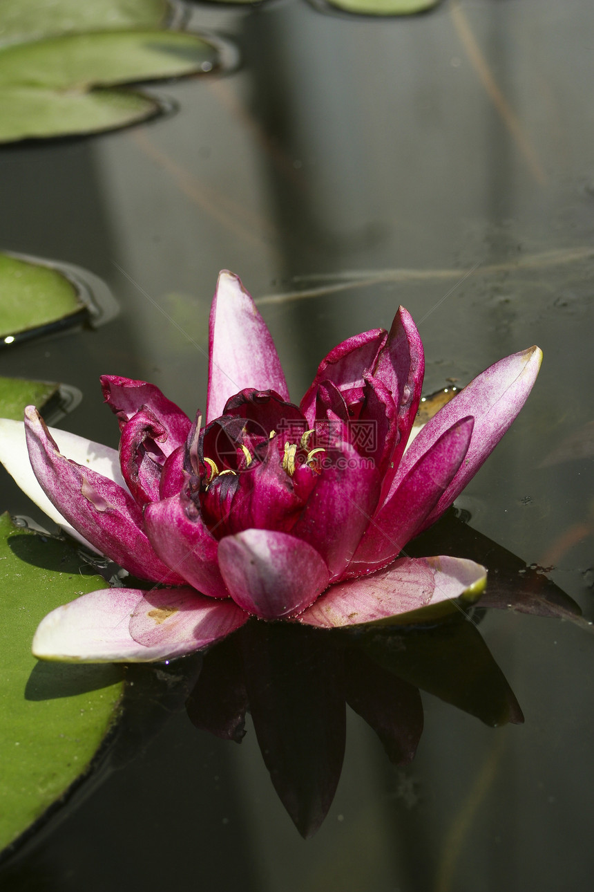 粉水百合池塘粉色花头绿色花园植物群反射蔬菜植物学叶子图片