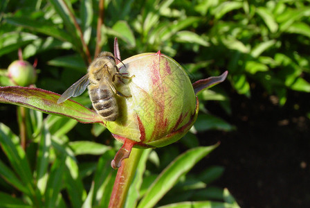 蜜蜂对小马芽高清图片