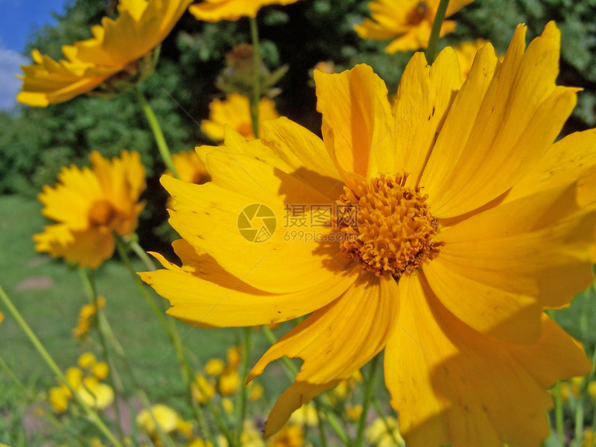 结婚年度植物学黄色雌蕊生态季节花园季节性金盏花植物图片