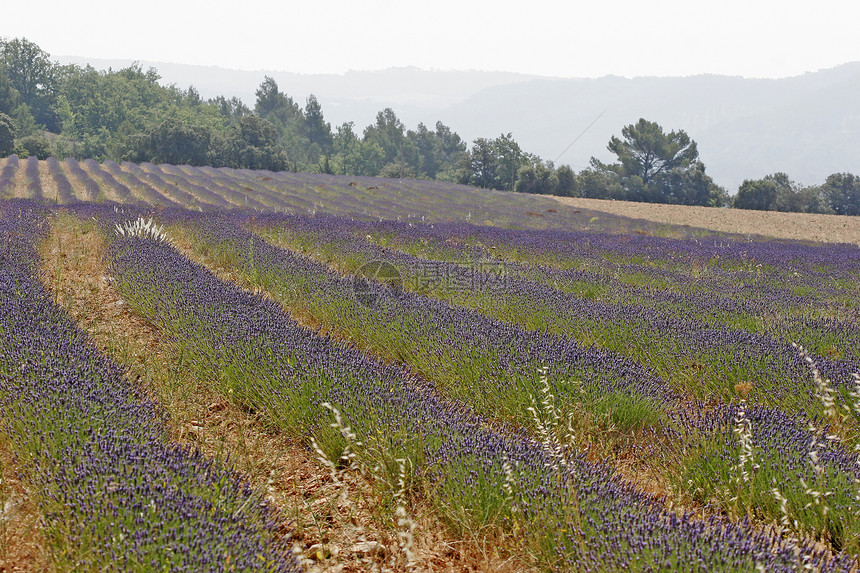 普罗旺斯的紫菜田蓝色薰衣草花田地貌风景场地图片