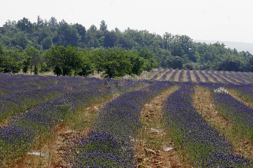 普罗旺斯的紫菜田风景蓝色场地花田地貌薰衣草图片