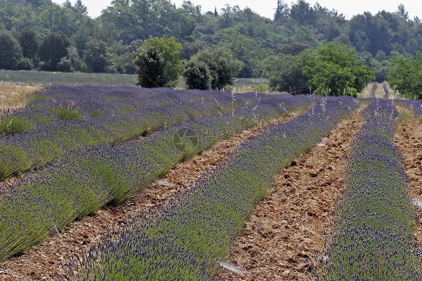 普罗旺斯的紫菜田场地蓝色地貌风景花田薰衣草图片