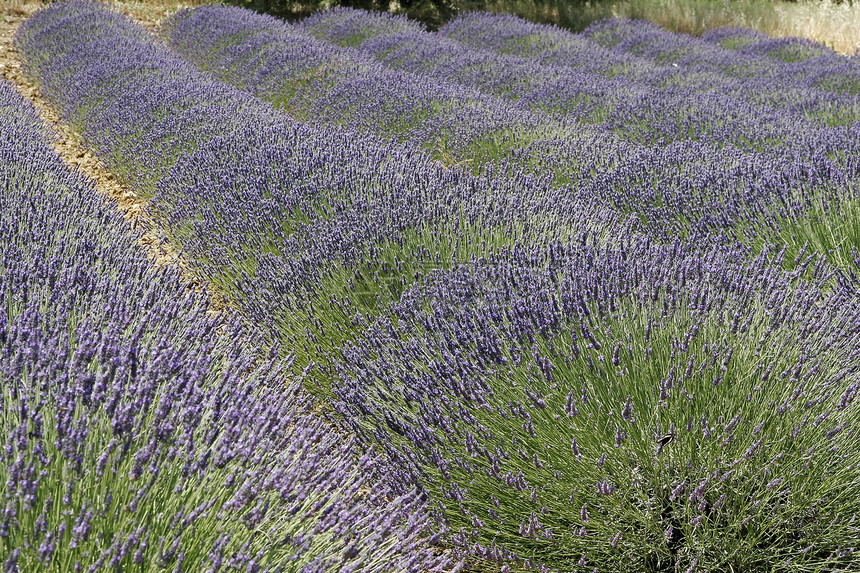 普罗旺斯的紫菜田地貌薰衣草蓝色花田场地风景图片