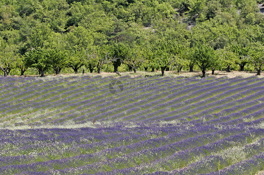 普罗旺斯的紫菜田薰衣草风景地貌场地蓝色花田树木图片