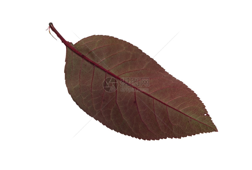 叶子3棕色叶脉白色红色植物宏观绿色图片