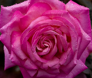 玫瑰红色植物粉色背景图片