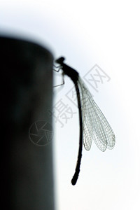 飞龙环形光影小屋昆虫季节蜻蜓宏观背景图片