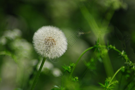 时钟黄色花园种子绿色老花背景图片