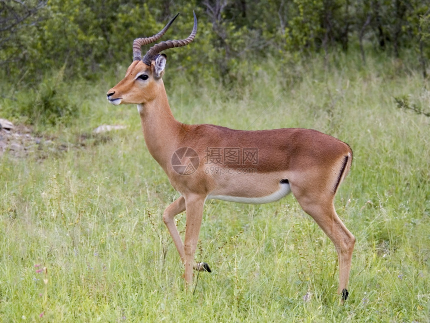 Impala 埃菲塞罗斯梅兰普斯火星荒野动物群男性日落动物野生动物羚羊图片