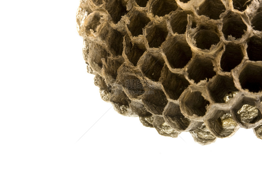 空黄蜂巢图片