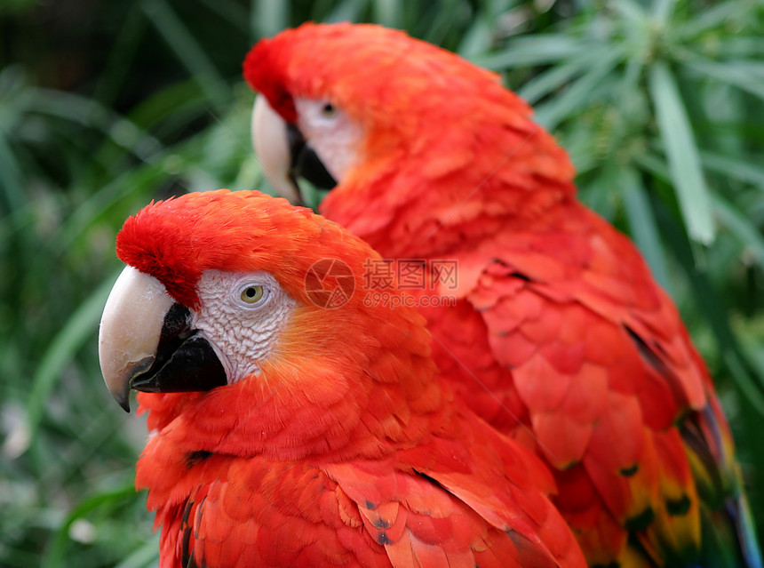 斯嘉丽马考翅膀眼睛动物园荒野亚热带热带羽毛野生动物鹦鹉动物图片