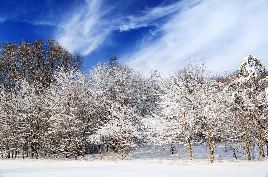 冬季森林场景天气降雪仙境蓝色晴天荒野树木风景阳光图片
