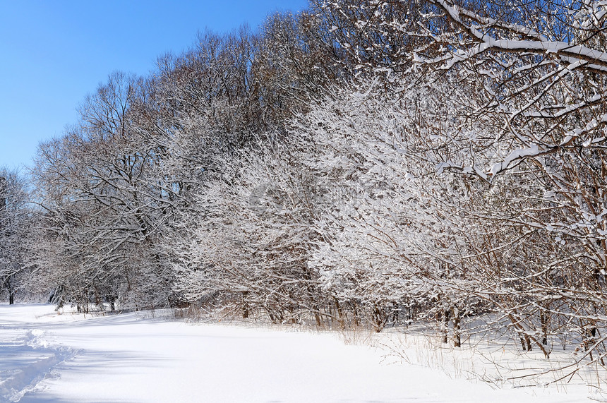 冬季森林仙境树木蓝色阳光降雪寒冷荒野天空季节风景图片