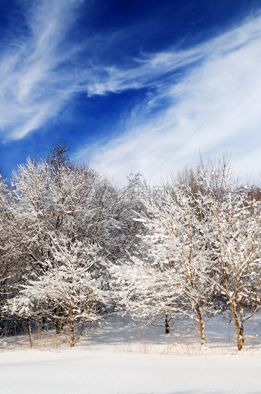 冬季森林场景仙境风景荒野天气公园季节分支机构降雪树木图片