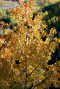 秋季森林季节黄色背景图片
