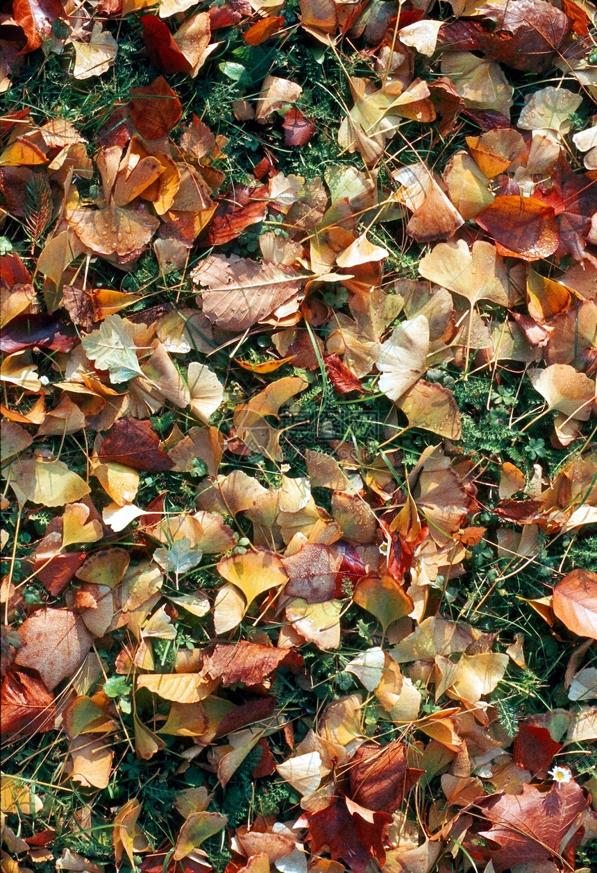 秋天草地上的叶子图片