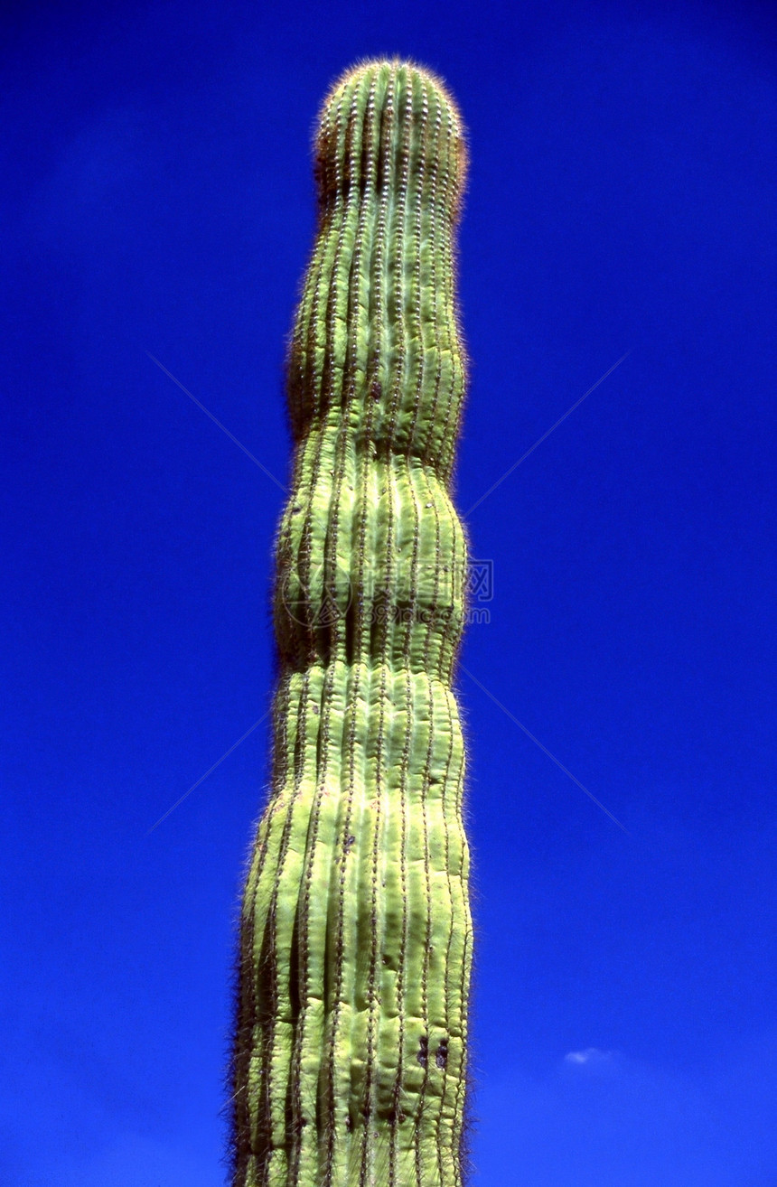 萨瓜罗仙人掌沙漠植物图片