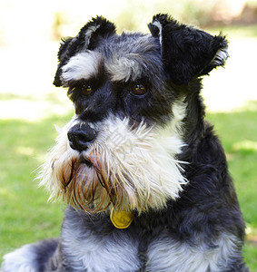 微积分Schnauzer女性宠物犬类忠诚背景图片