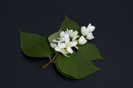 茉莉花分会树叶艺术白色叶子黑色绿色背景图片