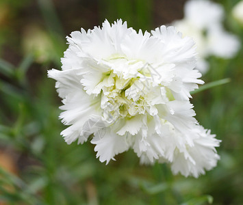 白花园花瓣白色植物背景图片