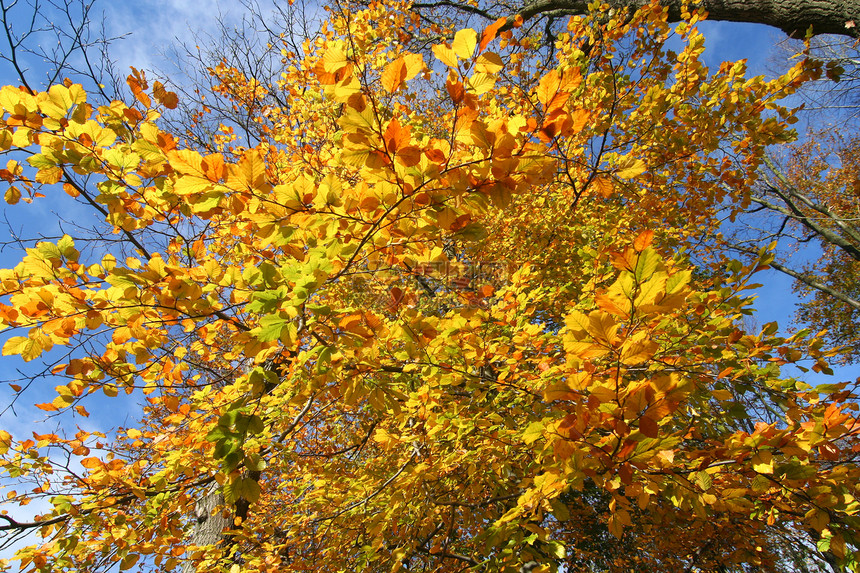秋季黄色森林树叶木头图片