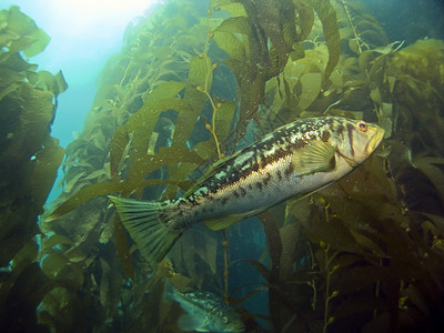 阿瓦纳水族馆Kelp 的凯尔普贝壳背景