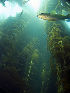 阿瓦纳水族馆寻找Kelp背景