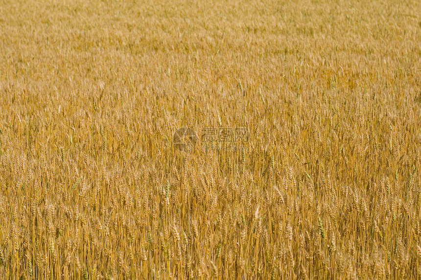 小麦田粮食农业稻草收获食物玉米金子生长谷物场地图片