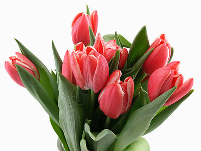 Tulip 花边树叶花束绿色郁金香展示背景图片