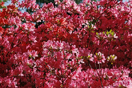 日本阿扎莱亚红色腐烂花朵杜鹃花衬套背景图片