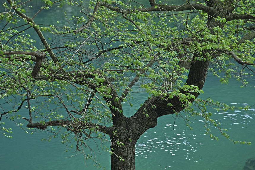 位于普罗旺斯的索格树源图片