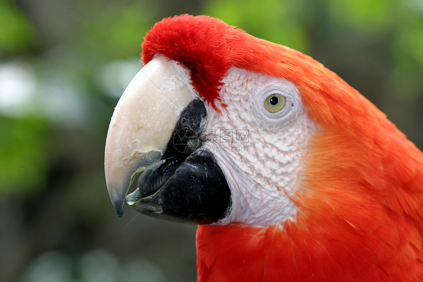 斯嘉丽马考羽毛爆头动物园亚热带鹦鹉眼睛金刚鹦鹉荒野动物热带图片