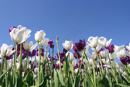 鲜花郁金香蓝色花园白色公园紫色草地天空背景图片