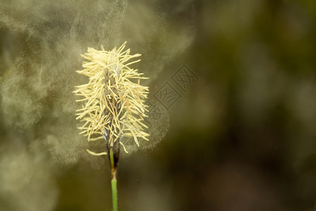 花粉的苍蝇背景图片