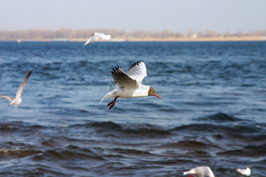 海鸥在海面上飞翔天空翅膀羽毛飞行海岸线潜水天堂太阳团体环境图片